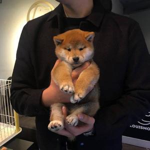 老鸭窝性爱视频
